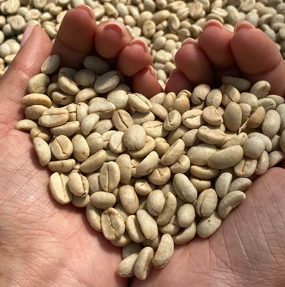 specialty coffee beans